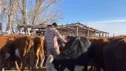 Taurus - развитие крестьянского хозяйства