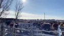 Taurus - развитие крестьянского хозяйства